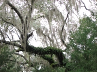 Ferns and Moss